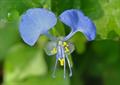  jio or dayflower